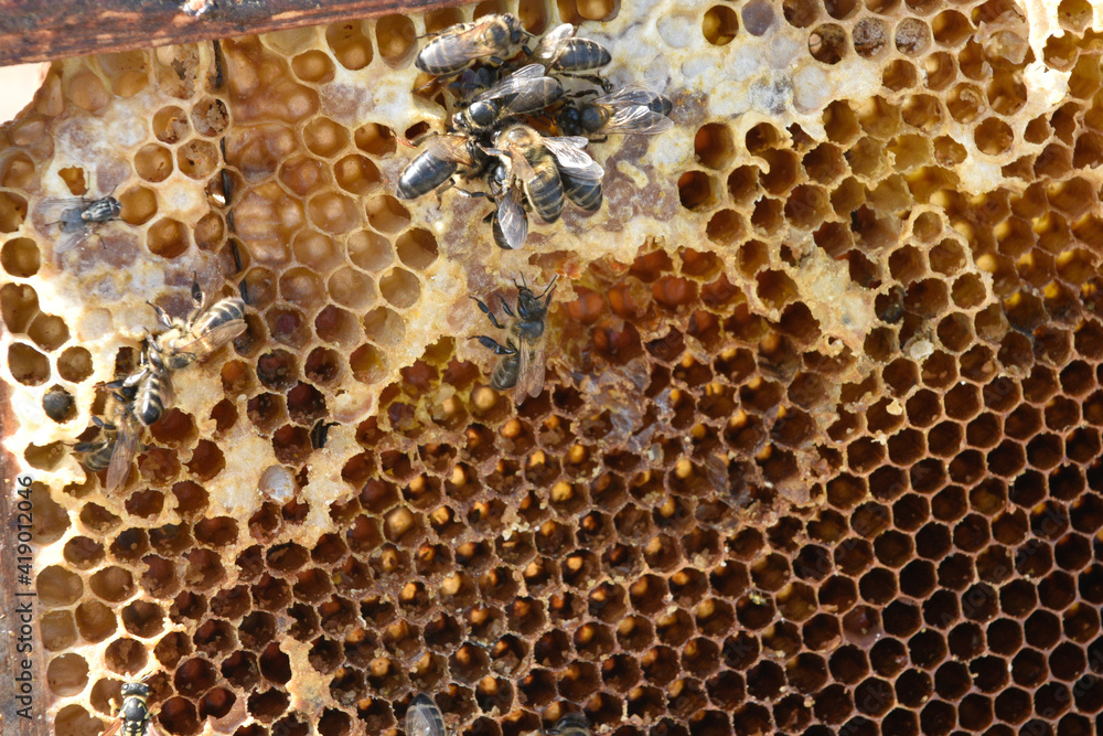 Abejas Abejas