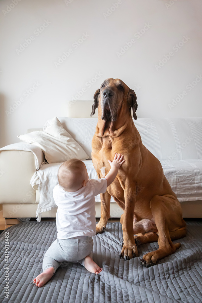 Little girl playing with big dog in home living room in white color. Dog is fila brasileiro breed. The concept of lifestyle, childhood, upbringing and family Little girl playing with big dog in home living room in white color. Dog is fila brasileiro breed. The concept of lifestyle, childhood, upbringing and family