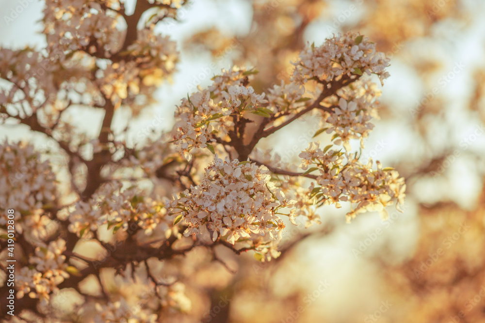 Naklejka premium Lovely blooming pear tree branch closeup in spring garden.