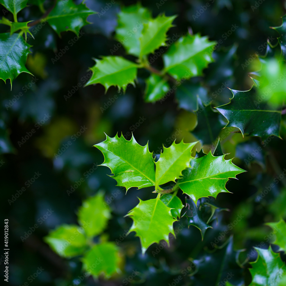European Holly (Ilex aquifolium) leaves, Countryside in Matienzo, Ruesga Municipality, Cantabria, Spain, Europe European Holly (Ilex aquifolium) leaves, Countryside in Matienzo, Ruesga Municipality, Cantabria, Spain, Europe