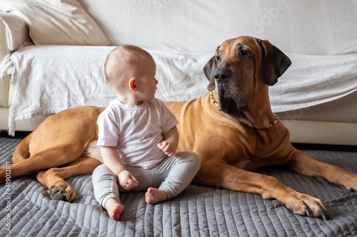 Little girl playing with big dog in home living room in white color. Dog is fila brasileiro breed. The concept of lifestyle, childhood, upbringing and family