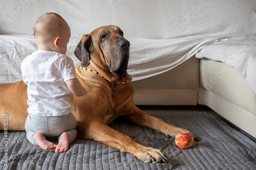 Little girl playing with big dog in home living room in white color. Dog is fila brasileiro breed. The concept of lifestyle, childhood, upbringing and family