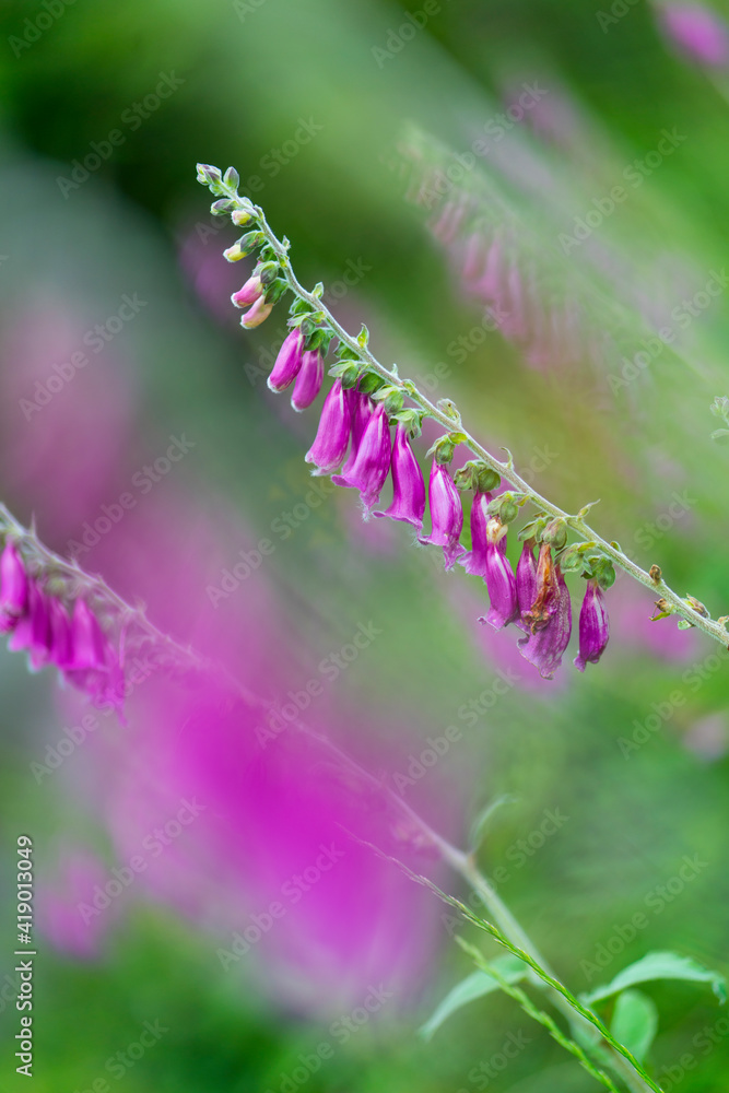 Fototapeta premium FOXGLOVE - DIGITAL, DEDALERA (Digitalis purpure) common foxglove, purple foxglove or lady's glove), Matienzo, Ruesga Municipality, Cantabria, Spain, Europe