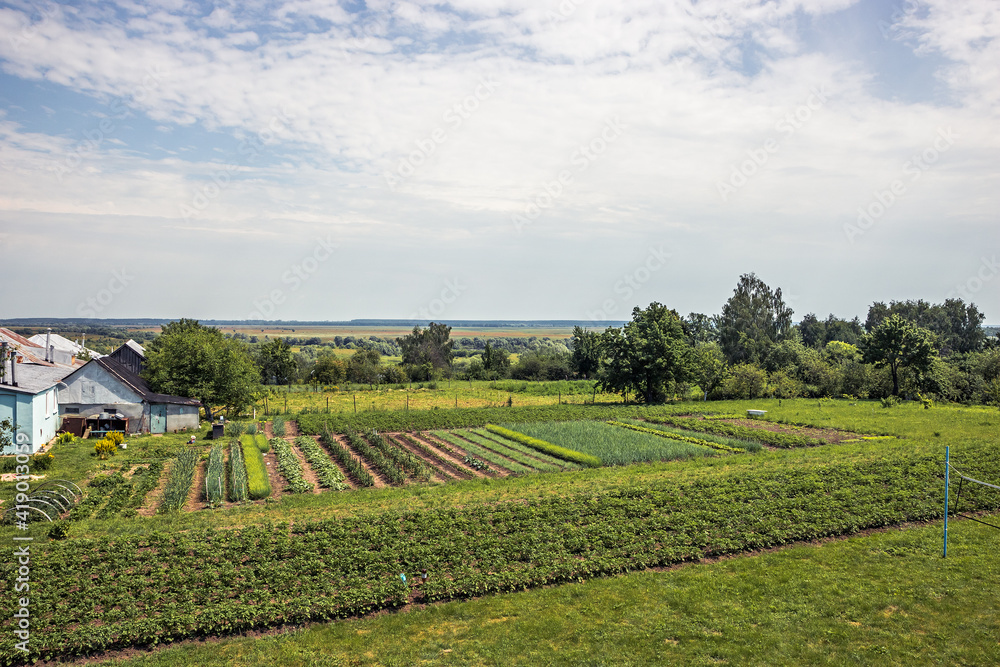Summer countryside landscape with cultivated farmer’s household kitchen garden with horizon view in sunny summer day