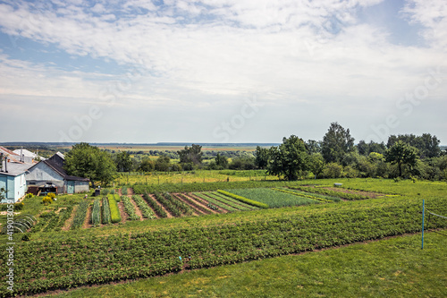 Summer countryside landscape with cultivated farmer’s household kitchen garden with horizon view in sunny summer day
