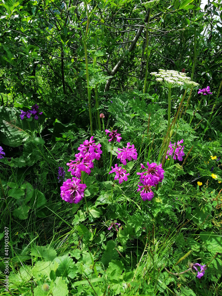 Wild flowers Wild flowers