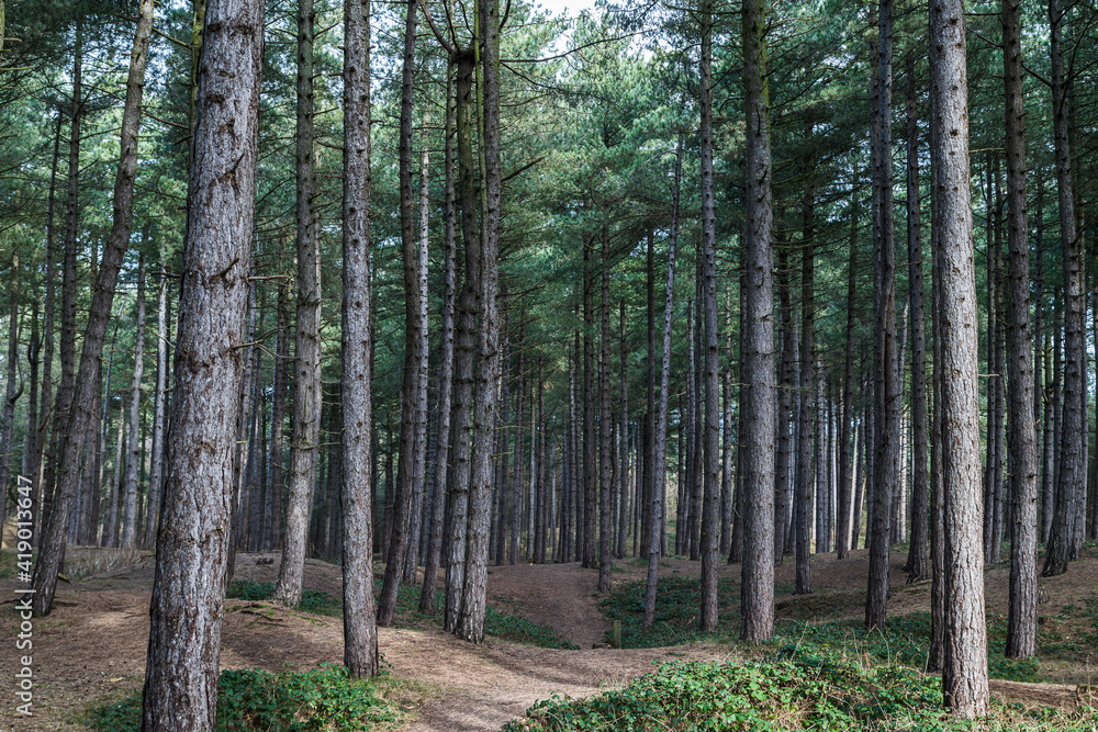 Pathway through Formby Woods Pathway through Formby Woods
