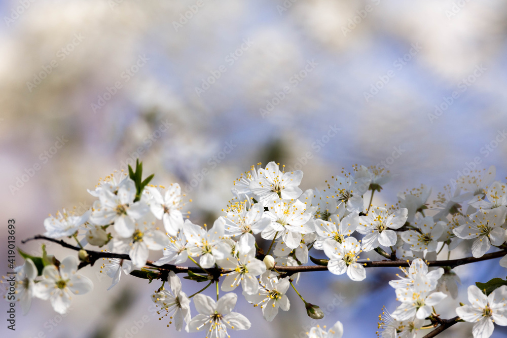 cherry branch in a spring garden, white cherry flowers cherry branch in a spring garden, white cherry flowers