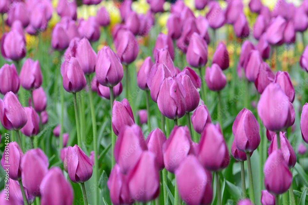 Tulips. Plantation of violet tudpan. Spring.