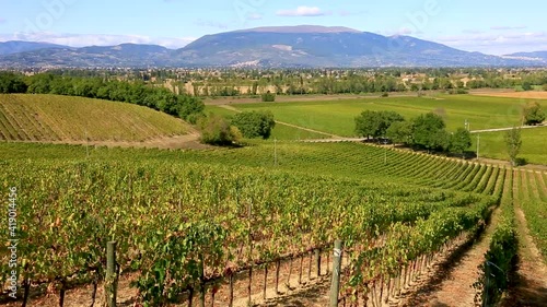 Small winery and vineyards in Umbria