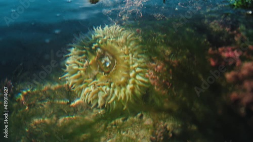 Close up shot of a Sea Anemone centered in a shallow tide pool on the Pacific coast along the Lost Coast Trail of Northern California. Salty ocean water ripples in the foreground with coral and rocks. photo