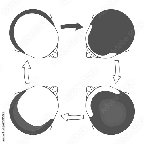 Male pattern hair loss set. Stages of baldness in men. Androgenetic alopecia infographic medical vector template for clinics and diagnostics centres.