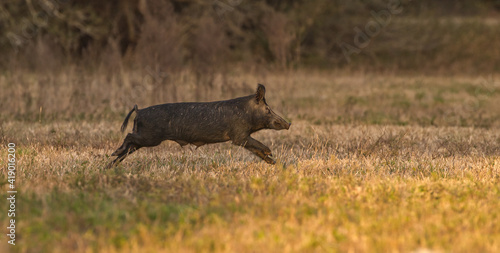 wild feral hog, pig or swine (sus scrofa) sow running in an open field in Florida 