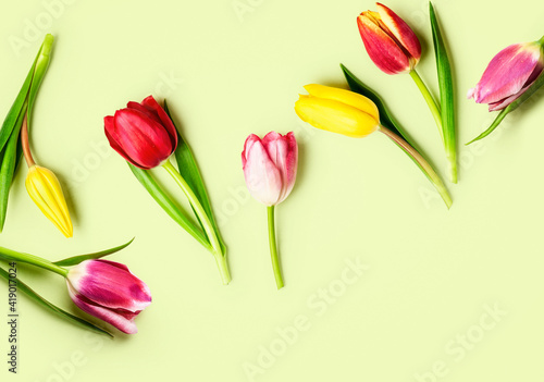 Fototapeta Naklejka Na Ścianę i Meble -  Tulip spring flowers on green background creative layout