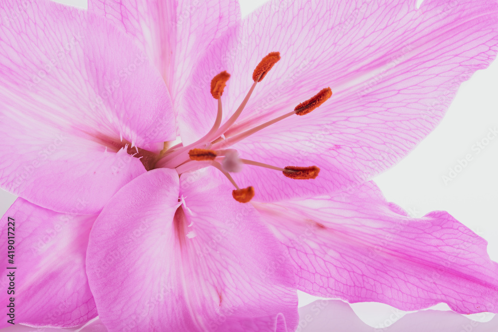 Fototapeta premium Big pistil and stamens of blooming purple lily flower in macro.