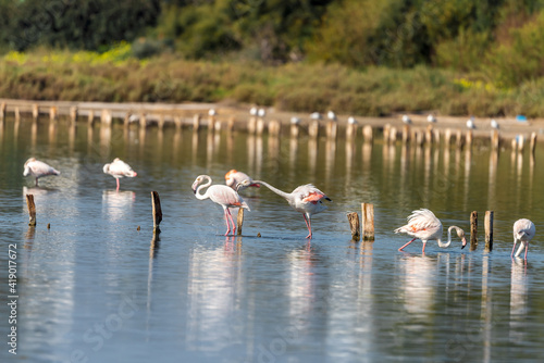 Pink Flamingo on the salt lake in an early winter morning, Atlit, Israel. 