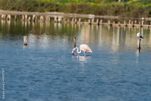 Pink Flamingo on the salt lake in an early winter morning, Atlit, Israel.  photo