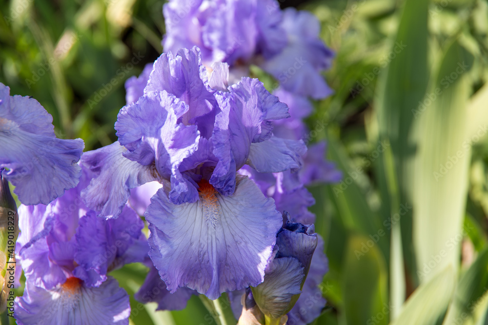 Light purple irises bloom in the garden.