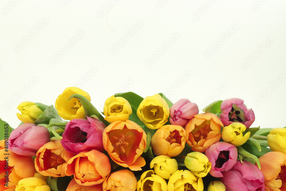 Colorful tulips on white background. Selective focus. Space for text. 