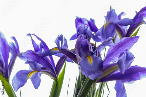 Fototapeta Naklejka Na Ścianę i Meble -  Backlit Iris flowers