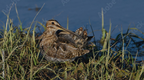 Fotografie, Obraz wilson's snipe (gallinago delicata) resting at the edge of water, looking behind