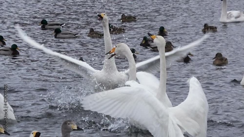 Ozero Svetloe, Altai Republik, Russia. Winter magic lake with swans at the sunset photo