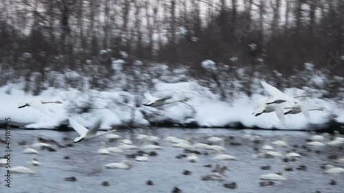 Ozero Svetloe, Altai Republik, Russia. Winter magic lake with swans at the sunset photo