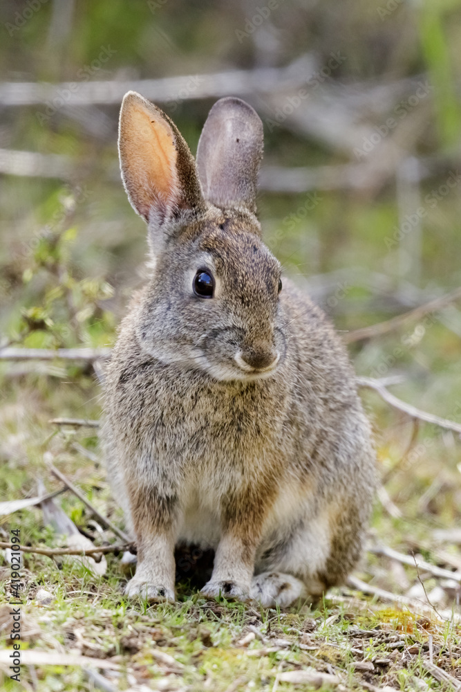 Cottontail Rabbit Sitting in Shrubby Field. Santa Cruz, California, USA. Cottontail Rabbit Sitting in Shrubby Field. Santa Cruz, California, USA.
