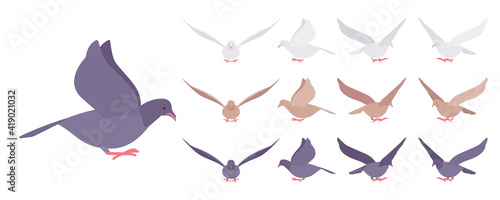 Pigeons and doves set, domestic or street bird in flight. Wildlife study, ornithology and birdwatching concept. Vector flat style cartoon illustration isolated on white background, different views