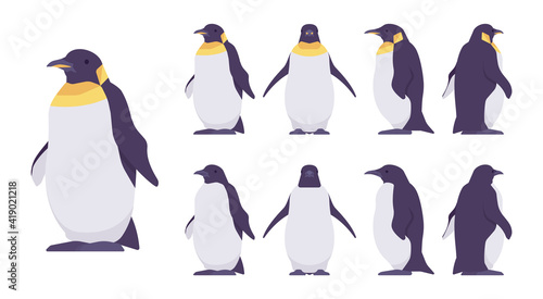 Penguin set, cute large aquatic flightless seabird. Water life, ornithology and birdwatching concept. Vector flat style cartoon illustration isolated on white background, different views