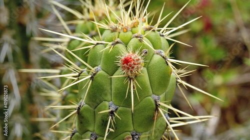 Cactus with a pink flower bud in the Jerusalem dry forest outside of Quito, Ecuador photo