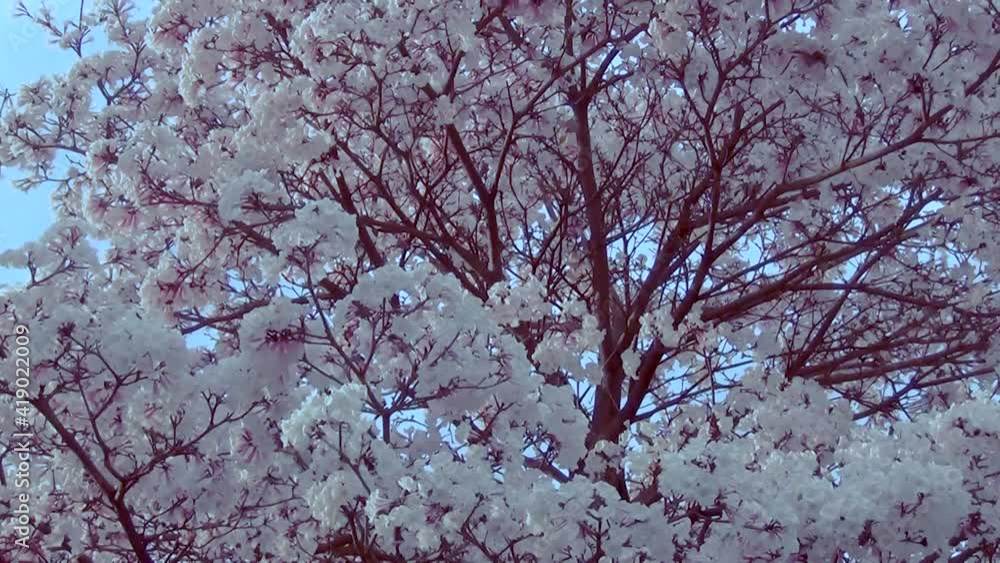 White flowering tree. Tabebuia roseo-alba, known as white ipê, a tree native to Cerrado and Pantanal vegetation in Brazil,. White flowering tree. Tabebuia roseo-alba, known as white ipê, a tree native to Cerrado and Pantanal vegetation in Brazil,.