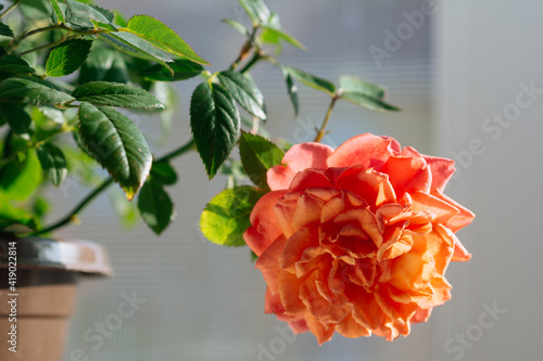Blooming Rosa Kordana, foliage nature background, close up on the window. Flower shop concept