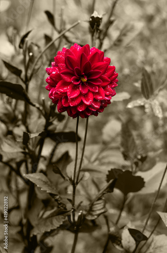 RoseRot_VolodymyrRussu