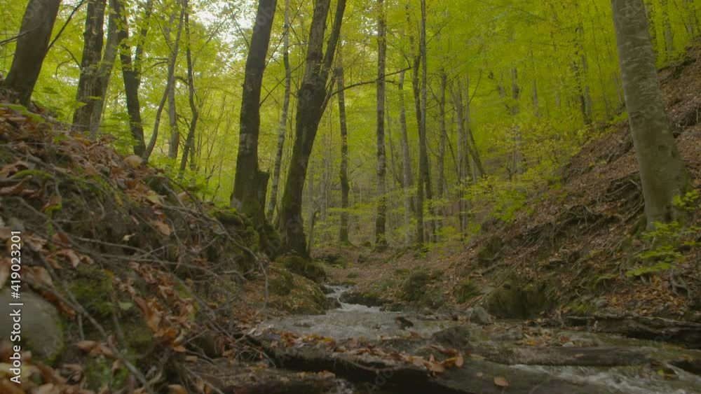 The stream flowing through the yellowed trees in autumn. Fallen colorful leaves. The stream flowing through the yellowed trees in autumn. Fallen colorful leaves.