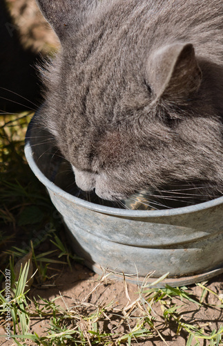 Grey cat drinking water from a small bucket in the garden