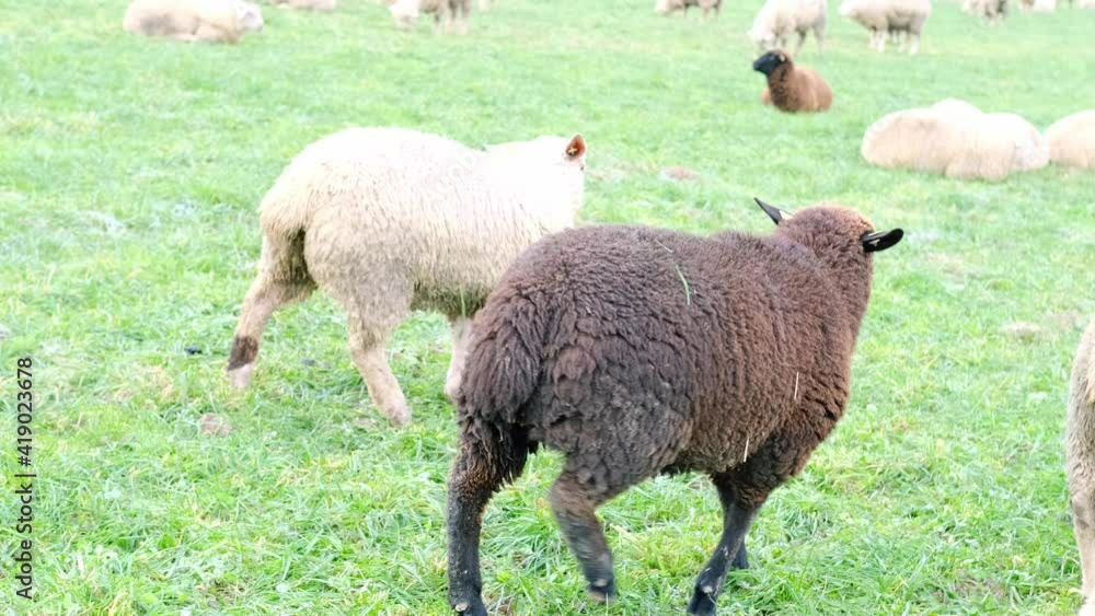 black and white sheep graze in meadow, houses are visible in background, concept of economics, agriculture, breeding black and white sheep graze in meadow, houses are visible in background, concept of economics, agriculture, breeding