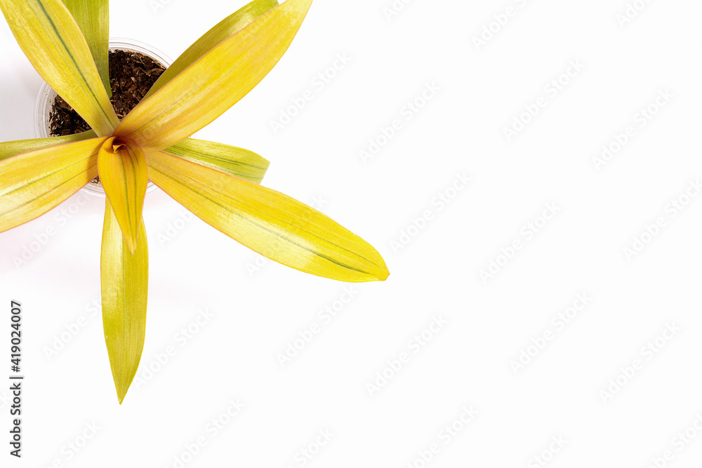 Naklejka premium Houseplant Rhoeo sitara's gold, tropical foliage nature background, close up on the light background. Flower shop concept