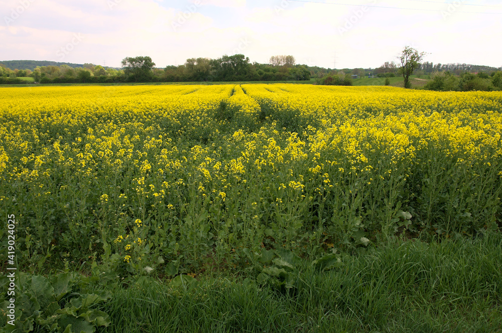 Frühling im Kraichgau