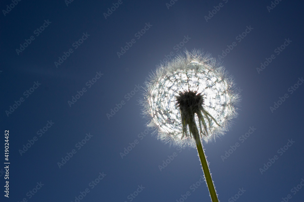 Obraz premium dandelion on blue sky