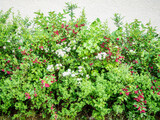 Decorative flowering bushes growing near the plastered wall