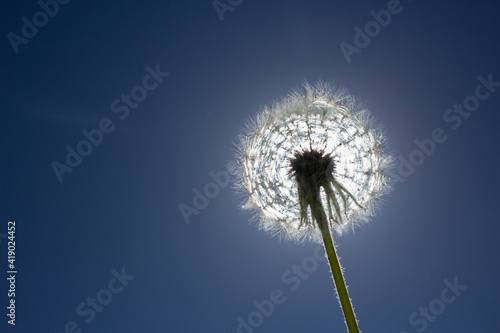 dandelion on blue sky