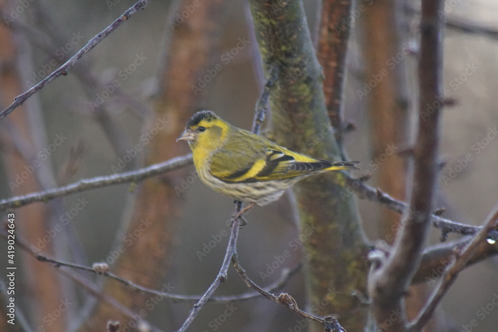 Czyż ,ptak czyż ,kolorowy ptak ,ptak na gałęzi
