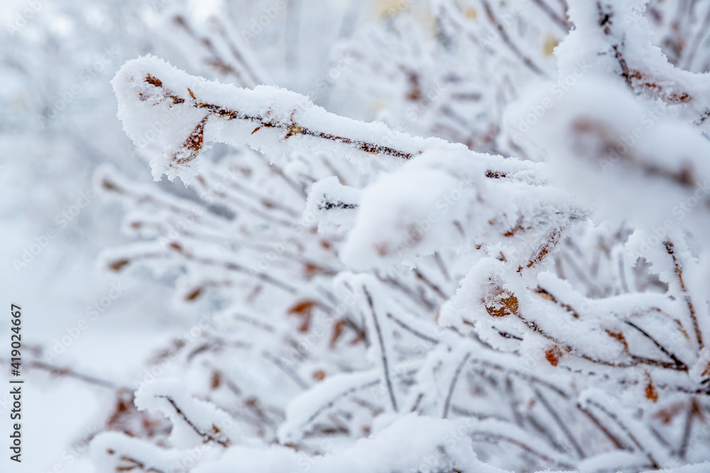 Snow and rime ice on the branches of bushes. Beautiful winter background with twigs covered with hoarfrost. Plants in the park are covered with hoar frost. Cold snowy weather. Cool frosting texture. Snow and rime ice on the branches of bushes. Beautiful winter background with twigs covered with hoarfrost. Plants in the park are covered with hoar frost. Cold snowy weather. Cool frosting texture.
