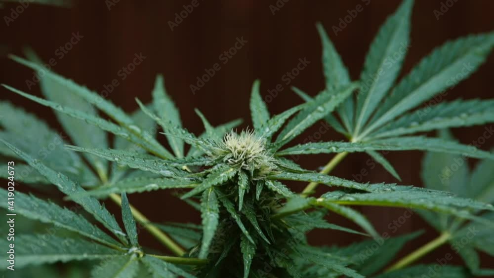 Green leaves CBD. Preparation of material for the manufacture of oil. Cannabis flower in bloom after rain. The final phase of maturation of THC. Green leaves CBD. Preparation of material for the manufacture of oil. Cannabis flower in bloom after rain. The final phase of maturation of THC.