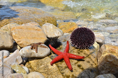 Seestern_VolodymyrRussu