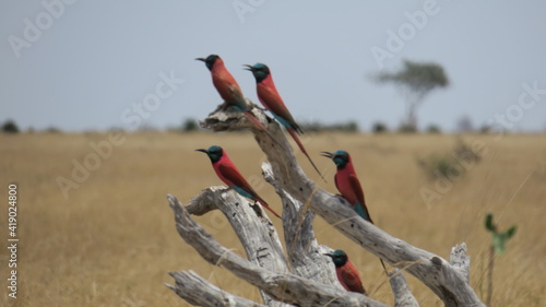 Southern carmine bee-eater.