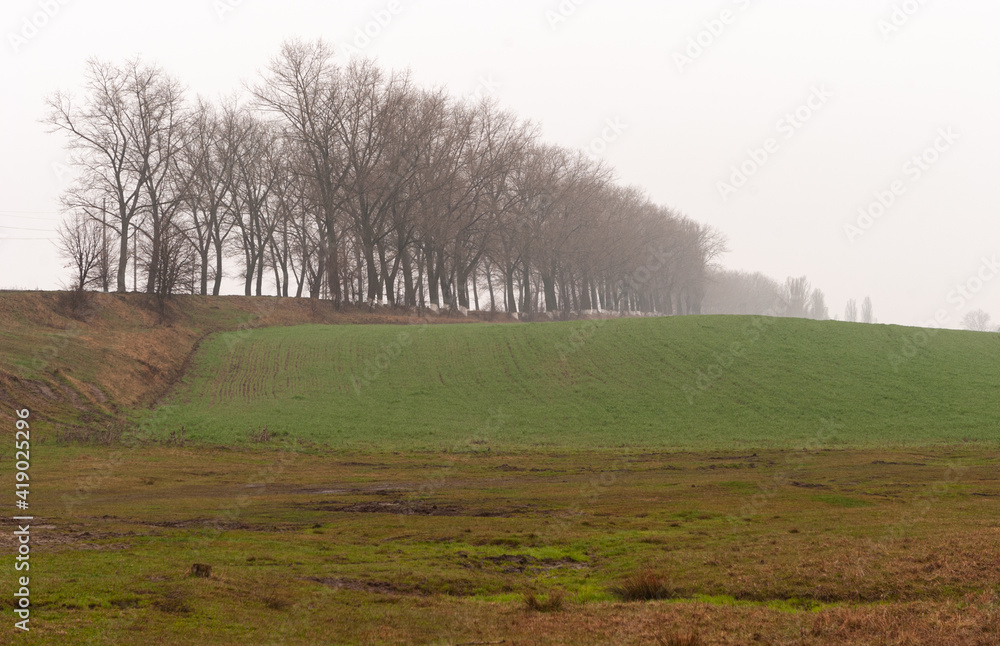 Early morning in the fields of flat Ukraine, Cherkasy region. The planting between the fields of trees is hidden in the fog. Early morning in the fields of flat Ukraine, Cherkasy region. The planting between the fields of trees is hidden in the fog.