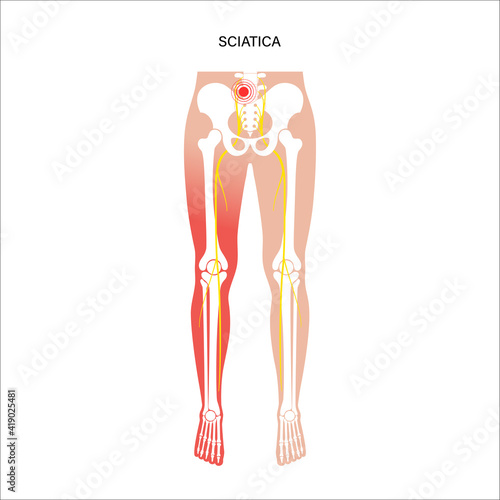 Pelvis bones and muscle 