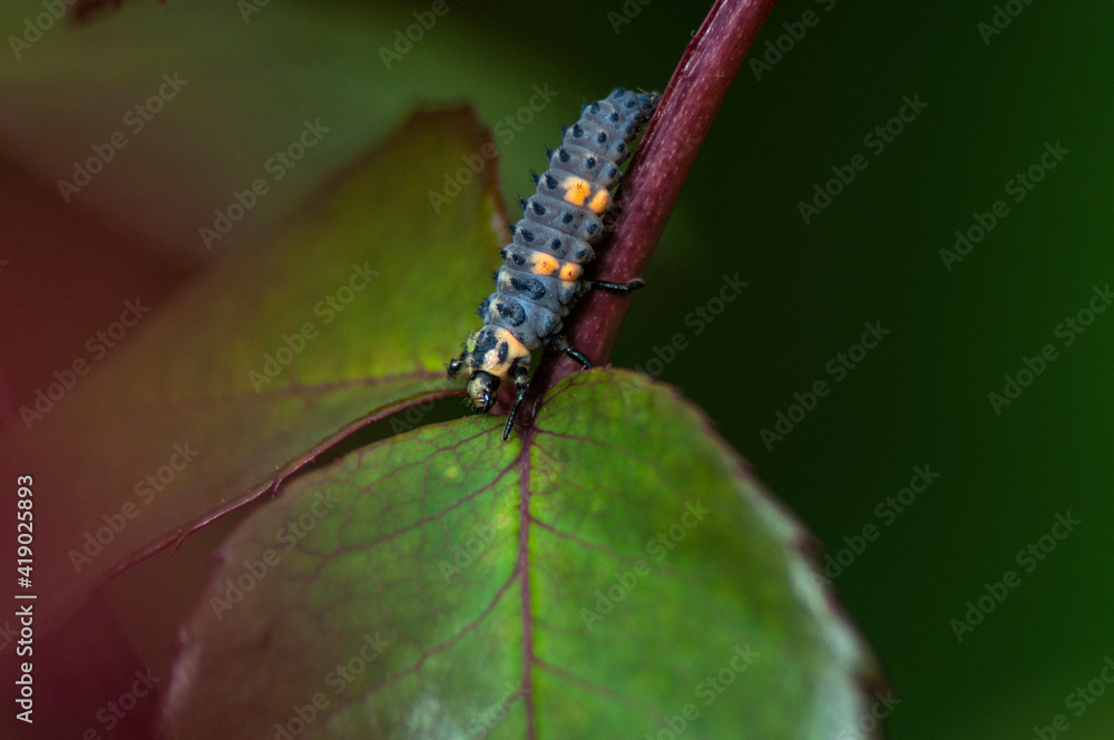 black-brown beetle larva on a leaf black-brown beetle larva on a leaf